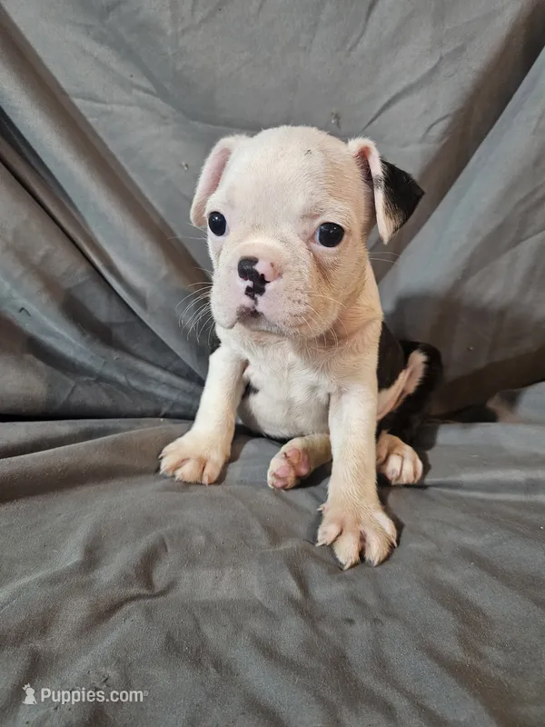 Hutson – Frenchton puppy for sale in Moro, IL
