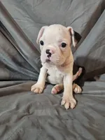 Hutson, a male Frenchton for sale in Moro, IL – 1 of 10