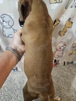 Nobel, a female Boxer for sale in Moro, IL – 8 of 10
