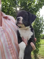 Chaz, a male Boxer for sale in Moro, IL – 3 of 8