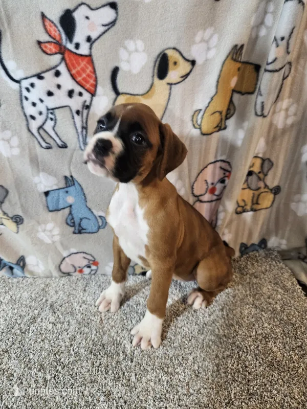 Nobel – Boxer puppy for sale in Moro, IL
