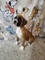 Nobel, a female Boxer for sale in Moro, IL – 1 of 10