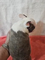 Spring, a female Frenchton for sale in Moro, IL – Photo 5 of 6