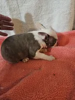 Spring, a female Frenchton for sale in Moro, IL – Photo 6 of 6