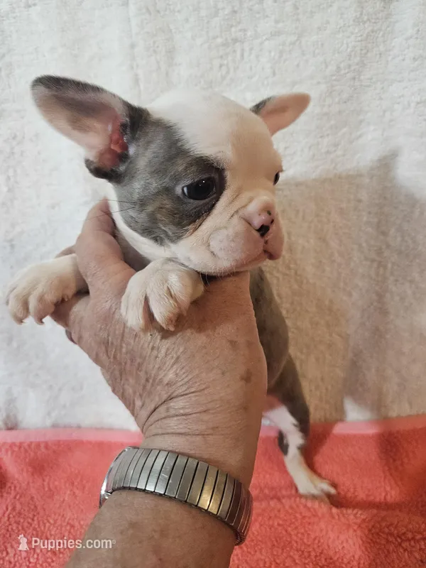 Spring – Frenchton puppy for sale in Moro, IL