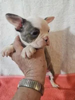 Spring, a female Frenchton for sale in Moro, IL – Photo 1 of 6