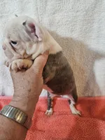 Spring, a female Frenchton for sale in Moro, IL – Photo 2 of 6