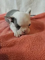 Spring, a female Frenchton for sale in Moro, IL – Photo 3 of 6