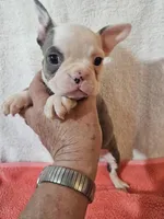 Spring, a female Frenchton for sale in Moro, IL – Photo 4 of 6