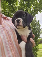 Chaz, a male Boxer for sale in Moro, IL – 2 of 8
