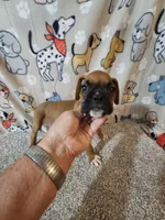 Scout, a male Boxer for sale in Moro, IL – 10 of 10