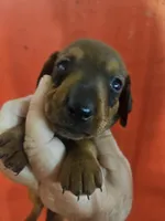 Will, a male Miniature Dachshund for sale in Moro, IL – 2 of 5