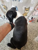 Oliver, a male Boston Terrier for sale in Moro, IL – 5 of 10