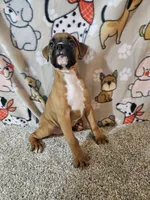 Star, a female Boxer for sale in Moro, IL – 10 of 10