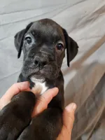 Bailey , a female Boxer for sale in Moro, IL – 2 of 8