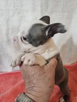 Ellie, a female Frenchton for sale in Moro, IL – Photo 4 of 10