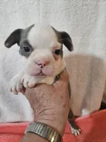 Ellie, a female Frenchton for sale in Moro, IL – Photo 8 of 10