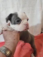 Ellie, a female Frenchton for sale in Moro, IL – Photo 3 of 10