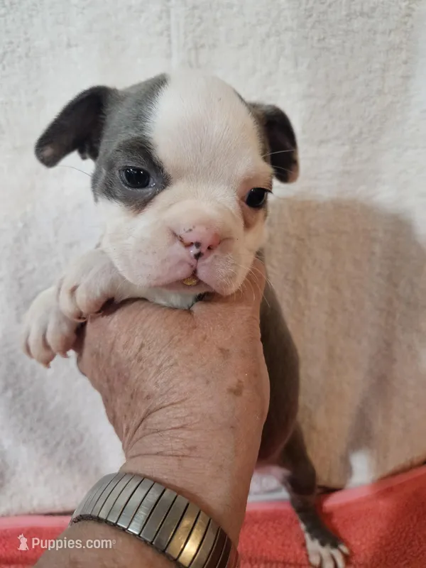 Ellie – Frenchton puppy for sale in Moro, IL