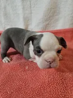 Ellie, a female Frenchton for sale in Moro, IL – Photo 5 of 10