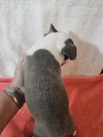 Ellie, a female Frenchton for sale in Moro, IL – Photo 6 of 10