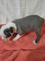 Ellie, a female Frenchton for sale in Moro, IL – Photo 7 of 10