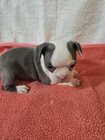 Ellie, a female Frenchton for sale in Moro, IL – Photo 9 of 10