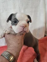 Ellie, a female Frenchton for sale in Moro, IL – Photo 2 of 10