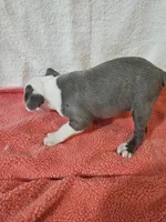 Ellie, a female Frenchton for sale in Moro, IL – Photo 10 of 10