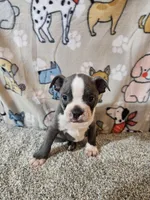 Braxton , a male Boston Terrier for sale in Moro, IL – 2 of 10