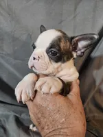 Winston , a male Frenchton for sale in Moro, IL – 6 of 6