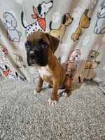 Braxton , a male Boxer for sale in Moro, IL – 10 of 10