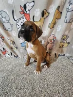 Braxton , a male Boxer for sale in Moro, IL – 8 of 10
