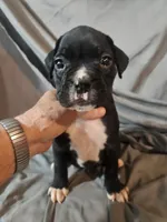 Toby, a male Boxer for sale in Moro, IL – 4 of 8