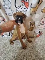 Star, a female Boxer for sale in Moro, IL – 9 of 10