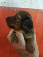 Teddy, a male Miniature Dachshund for sale in Moro, IL – 4 of 5