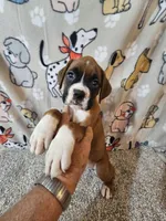 Nobel, a female Boxer for sale in Moro, IL – 10 of 10