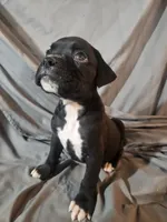 Baxter , a male Boxer for sale in Moro, IL – 2 of 6