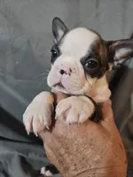 Winston , a male Frenchton for sale in Moro, IL – 3 of 6