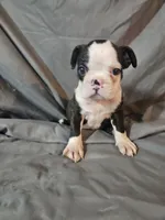 Jake, a male Frenchton for sale in Moro, IL – 4 of 8