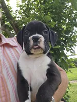 Chaz, a male Boxer for sale in Moro, IL – 6 of 8