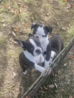Hutson, a male Frenchton for sale in Moro, IL – 2 of 10