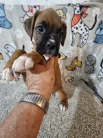 Braxton , a male Boxer for sale in Moro, IL – 6 of 10
