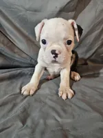 Hutson, a male Frenchton for sale in Moro, IL – 2 of 10