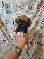 Scout, a male Boxer for sale in Moro, IL – 2 of 10