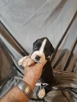 Gemma , a female Boxer for sale in Moro, IL – 8 of 8