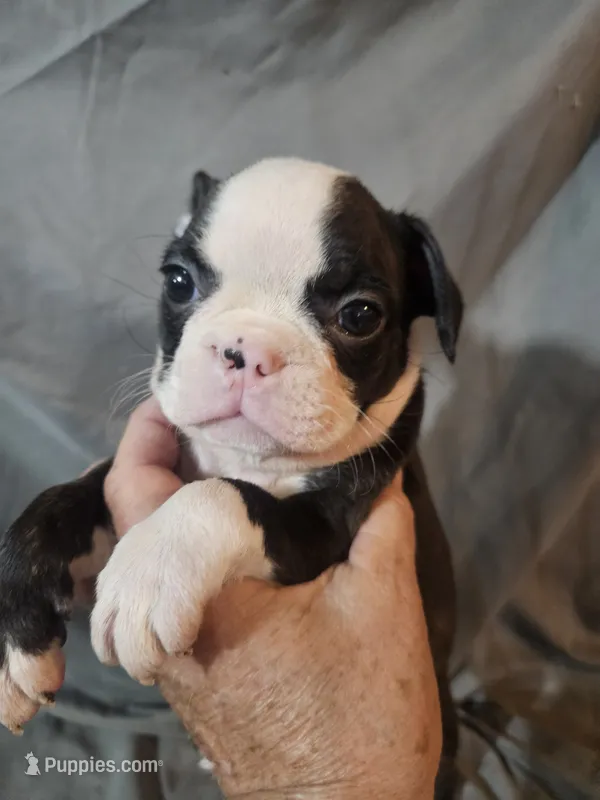 Winston  – Frenchton puppy for sale in Moro, IL