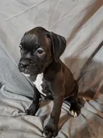 Bailey , a female Boxer for sale in Moro, IL – 5 of 8