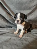 Toby, a male Frenchton for sale in Moro, IL – 2 of 8