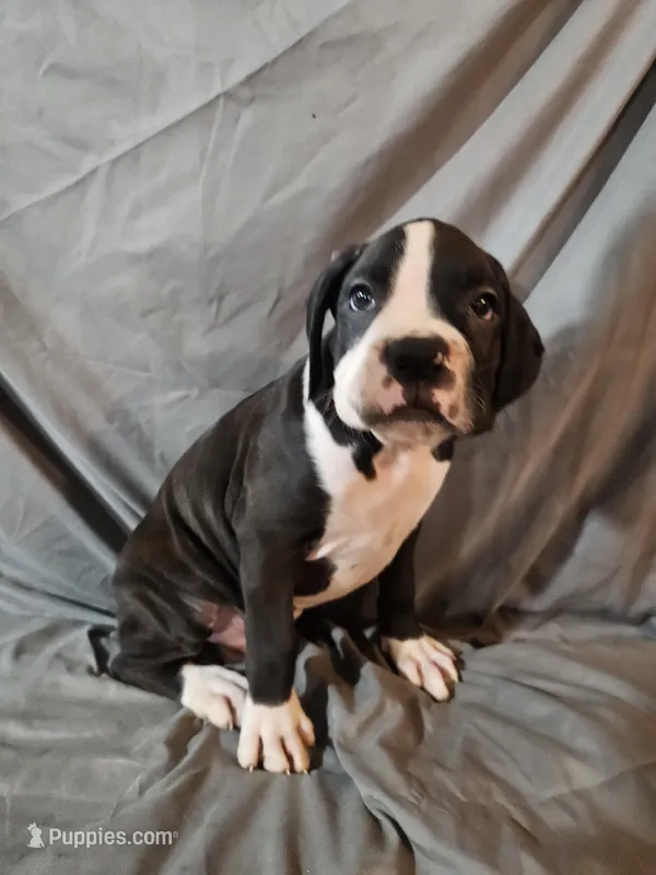 Hutson – Boxer puppy for sale in Moro, IL